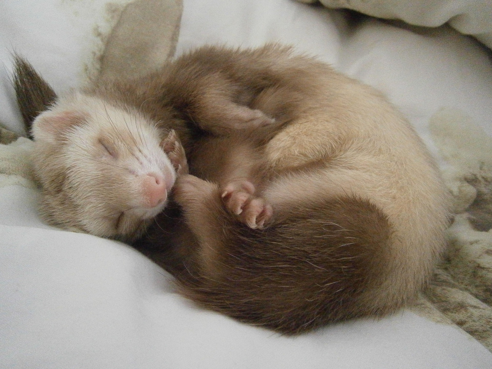 Ferret