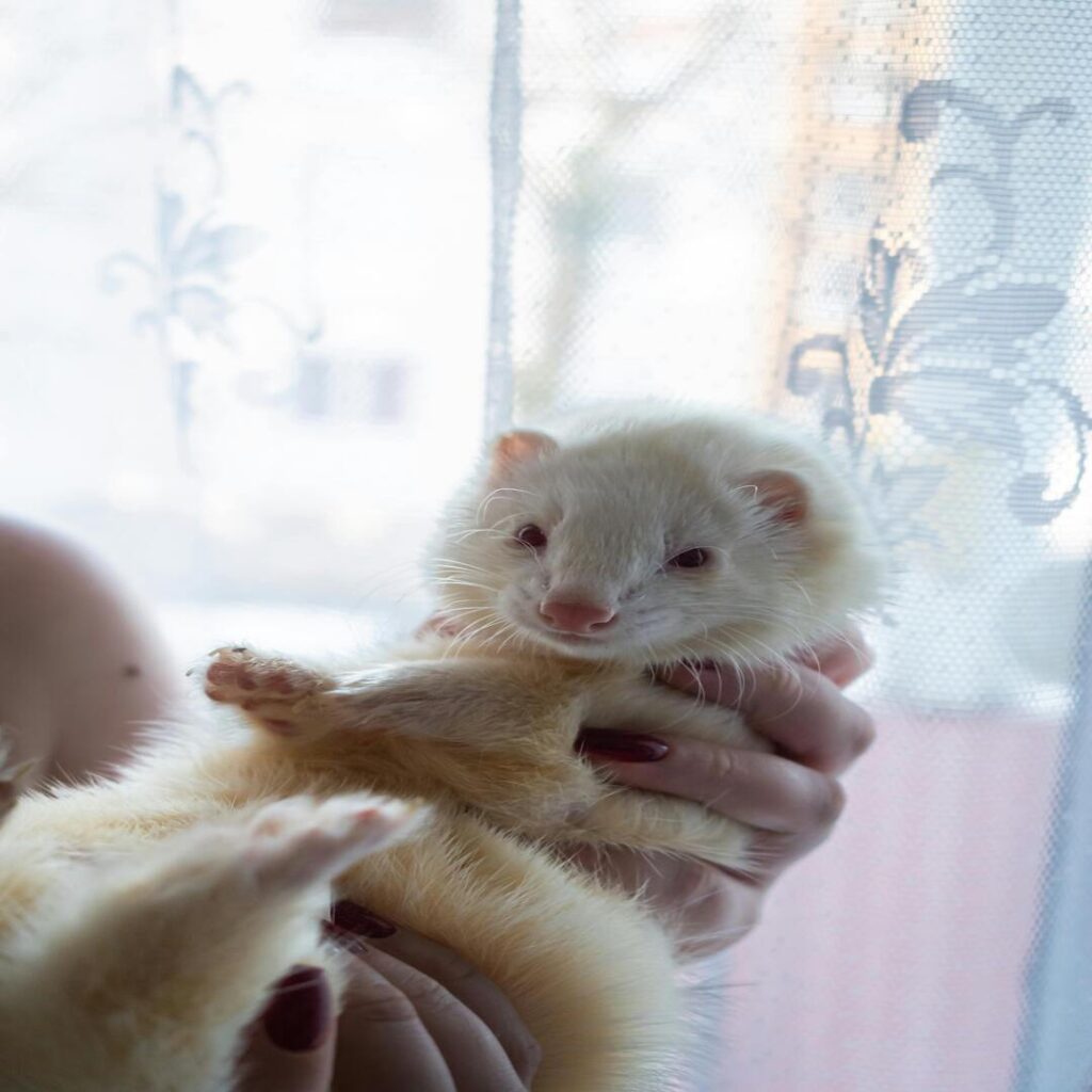 ferret for sale near me